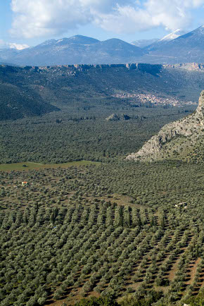 Ελιές Αριάνα, Ελιές Μαύρες, Ελιές Πράσινες, Ελιές Καλαμών , Τουρσί, Ελαιόλαδο, Σπορέλαιο | Παραδοσιακός Ελαιώνας | Χονδρική |Ελιές Μαύρες, Ελιές Πράσινες, Ελιές Καλαμών , Τουρσί, Ελαιόλαδο, Σπορέλαιο | Παραδοσιακός Ελαιώνας | Χονδρική |Ελιές Μαύρες, Ελιές Πράσινες, Ελιές Καλαμών , Τουρσί, Ελαιόλαδο, Σπορέλαιο