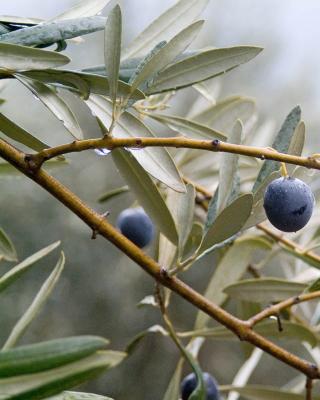 Our Olive Grove,Ariana olives,Black Olives,Green Olives, Kalamata Olives , Pickles, Olive Oil, Seeds Oil , Traditional Olive Grove ,