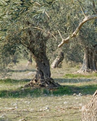 Our Olive Grove,Ariana olives,Black Olives,Green Olives, Kalamata Olives , Pickles, Olive Oil, Seeds Oil , Traditional Olive Grove ,