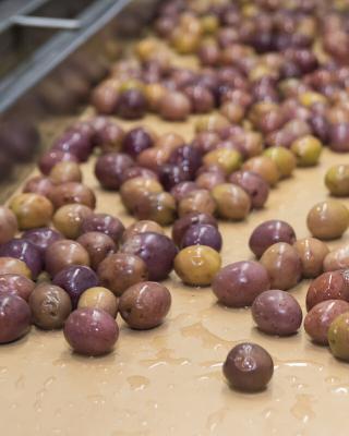 Ariana olives, Black Olives, Green Olives, Kalamata Olives , Pickles, Olive Oil, Seeds Oil , Traditional Olive Grove , Wholesale Olives , Greek Olives , Greek Products