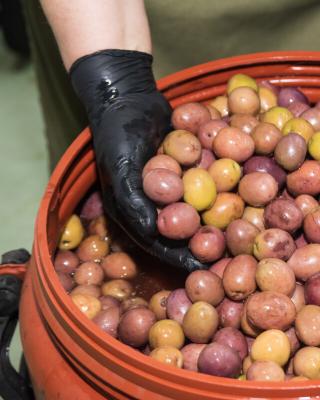 Ariana olives, Black Olives, Green Olives, Kalamata Olives , Pickles, Olive Oil, Seeds Oil , Traditional Olive Grove , Wholesale Olives , Greek Olives , Greek Products